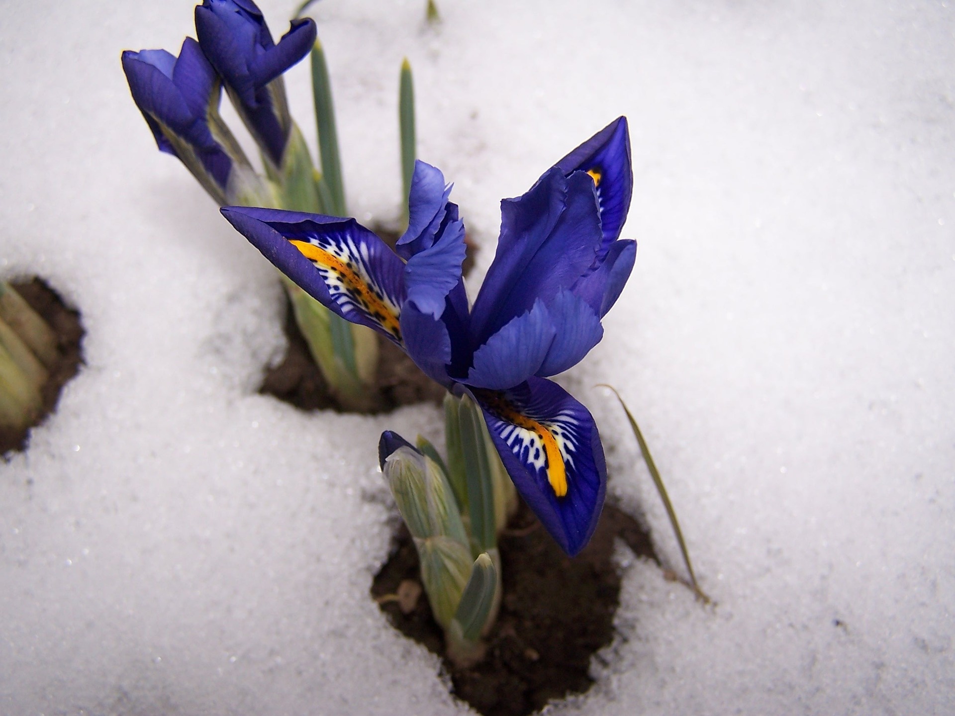 The Earliest-Blooming Spring Bulbs | Almanac.com